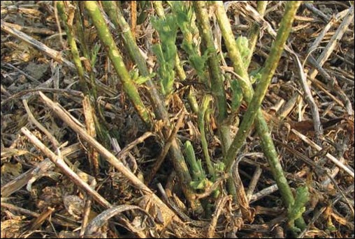 Weevil damage to cut stems
